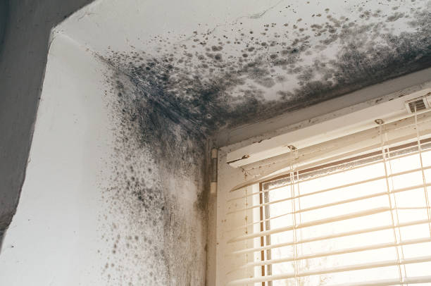 Affordable Basement Mold Removal solutions in Thompsonville, PA