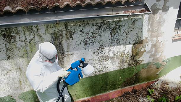 Top rated local Basement Mold Removal specialists in Thompsonville, PA